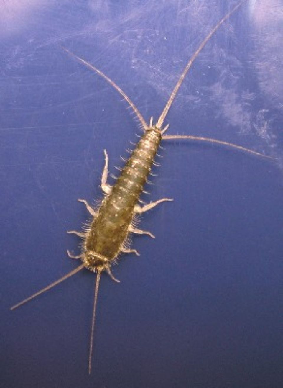 T:mi Napapiirin Tuhohyönteistorjunta