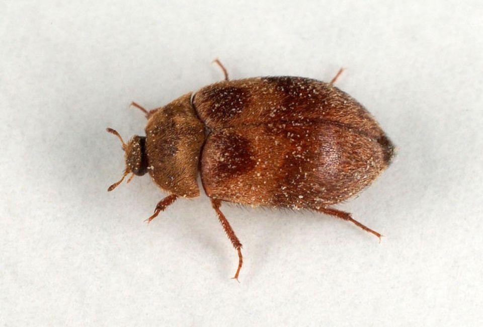 T:mi Napapiirin Tuhohyönteistorjunta