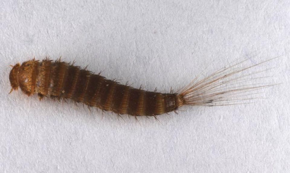 T:mi Napapiirin Tuhohyönteistorjunta