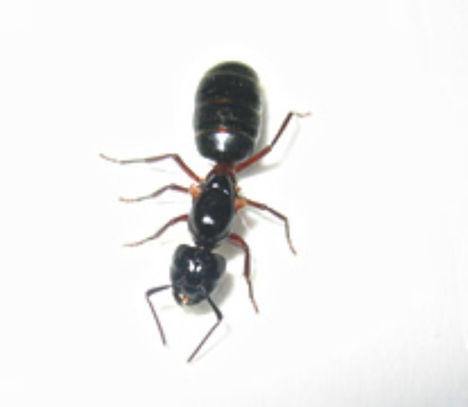 T:mi Napapiirin Tuhohyönteistorjunta