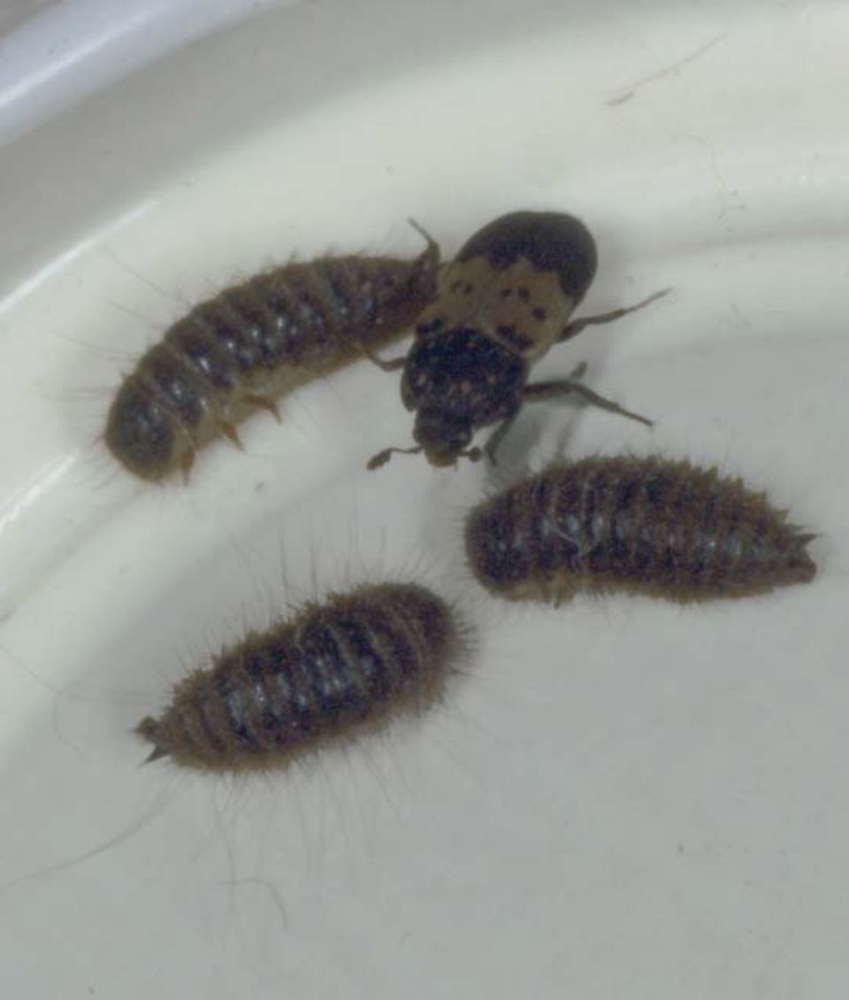 T:mi Napapiirin Tuhohyönteistorjunta