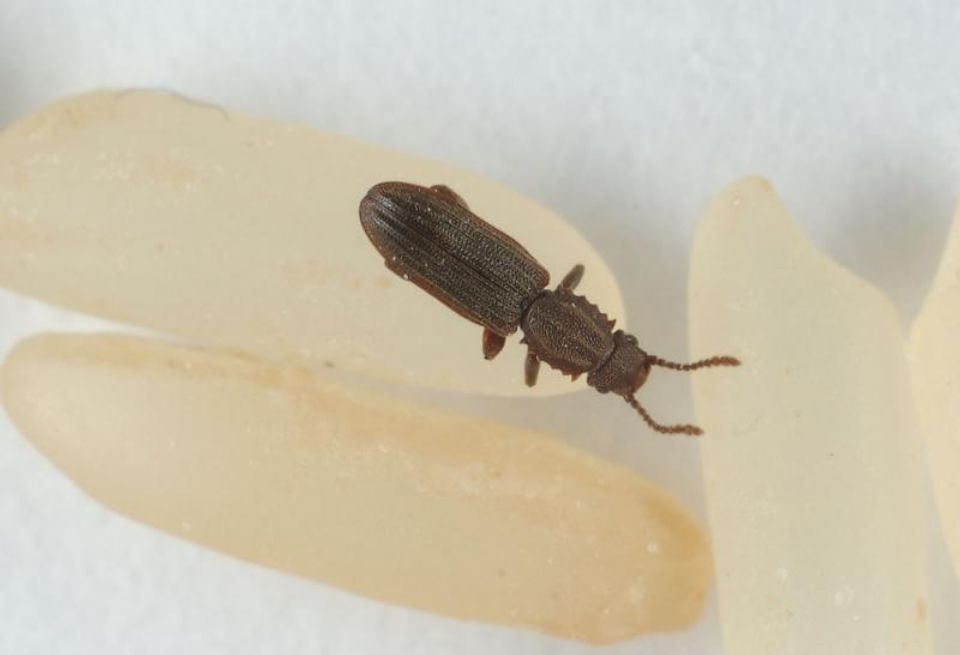 T:mi Napapiirin Tuhohyönteistorjunta