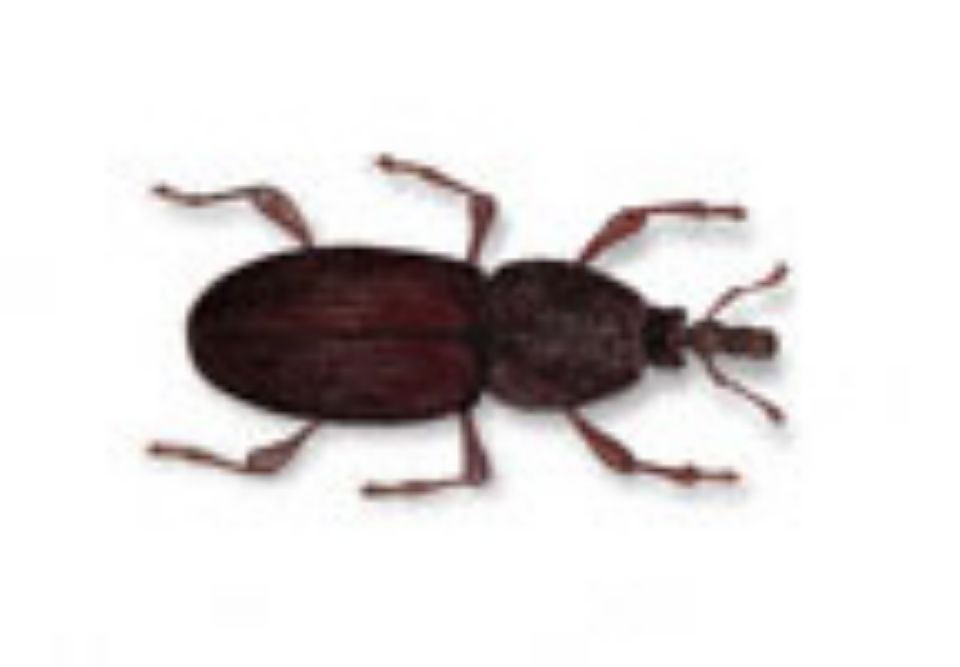 T:mi Napapiirin Tuhohyönteistorjunta