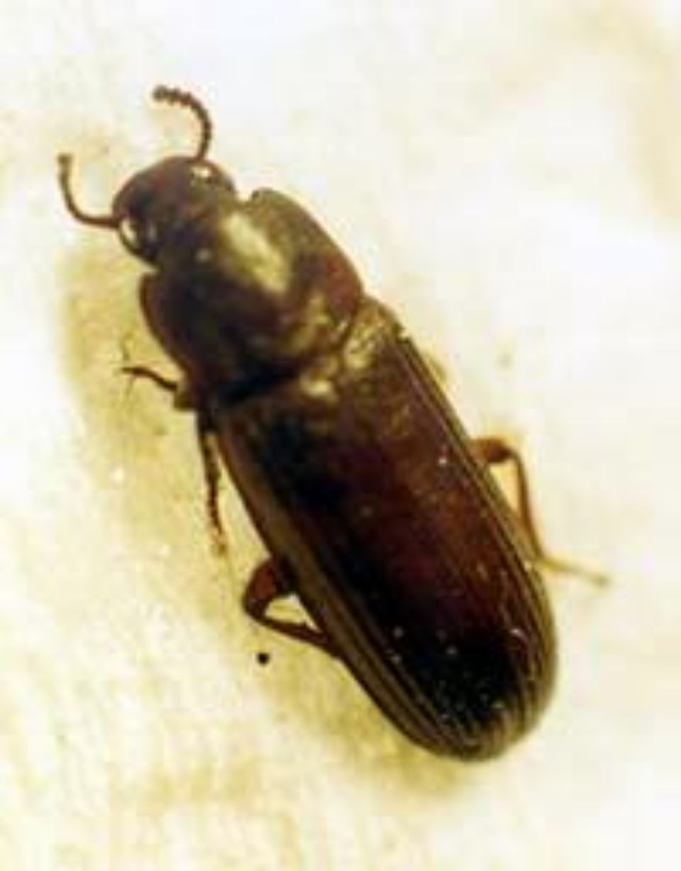 T:mi Napapiirin Tuhohyönteistorjunta