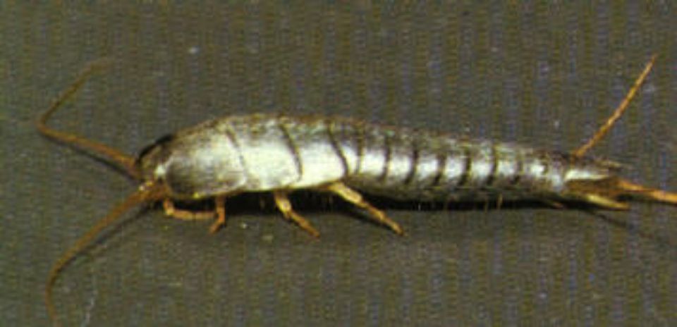 T:mi Napapiirin Tuhohyönteistorjunta