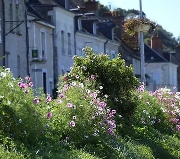 Des fleurs roses s'épanouissent le long d'une rue herbeuse bordée de maisons et de toits blancs.