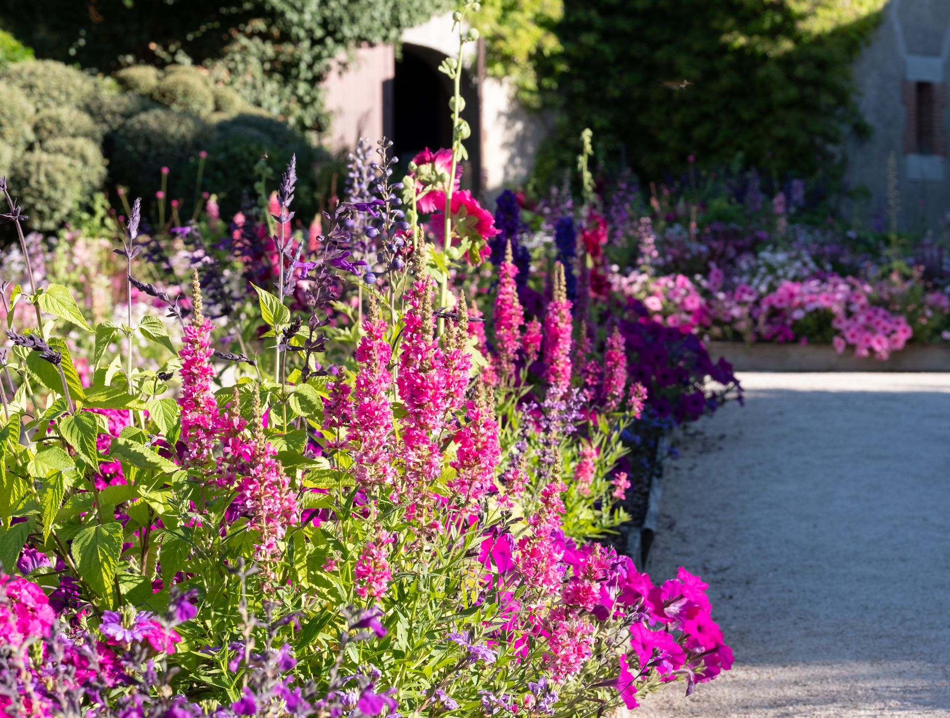 Des fleurs rose vif et violettes bordent un chemin de jardin ensoleillé.