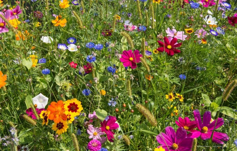 Farbenfrohe Wildblumen blühen auf einer grasbewachsenen Wiese, darunter leuchtend rosa, violette, gelbe und orangefarbene Blüten.