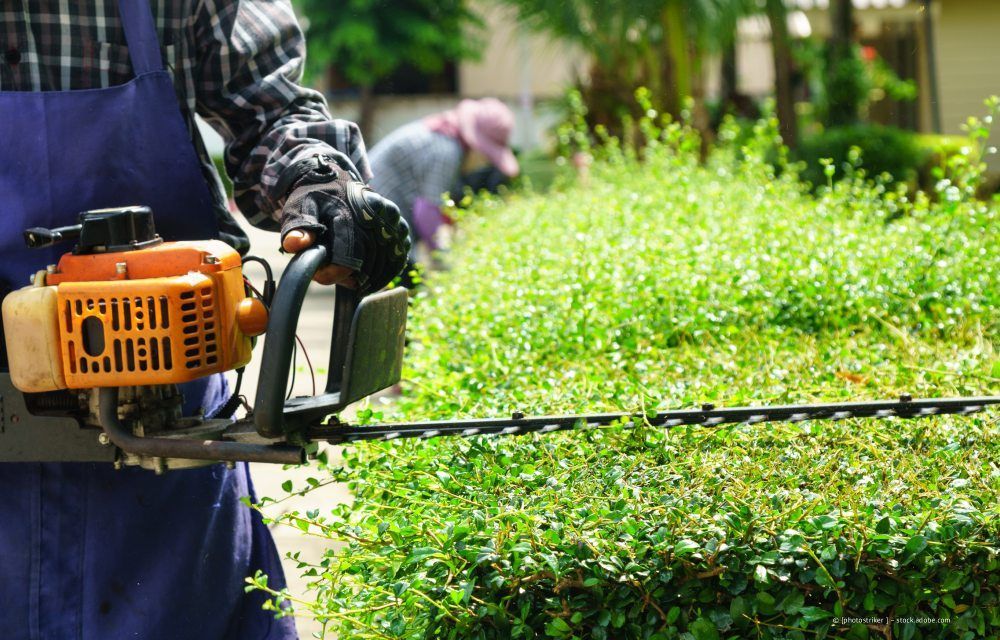 Eine Person stutzt in einem Garten eine grüne Hecke mit einer benzinbetriebenen Heckenschere.