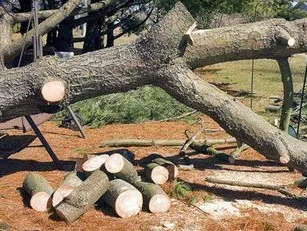 Abattage d'un arbre