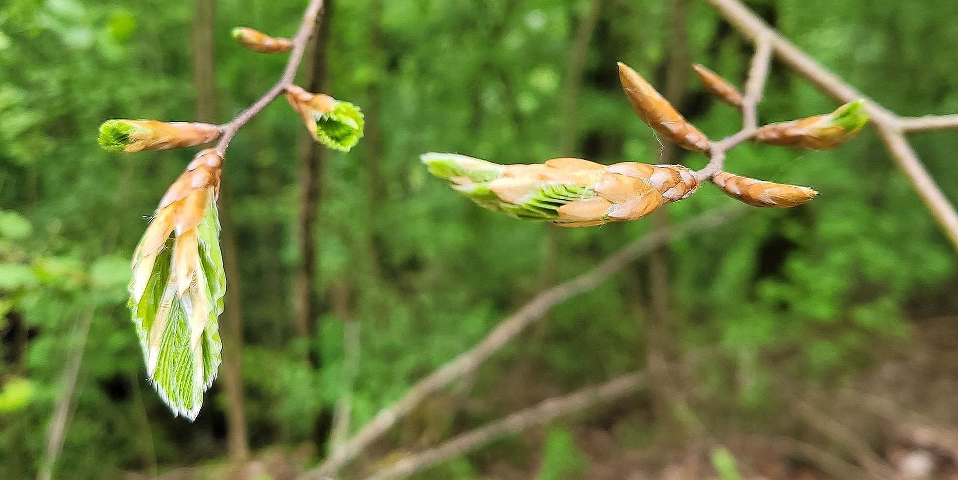 Erforsche und entdecke mit uns die vernetzte, spannende Waldwelt