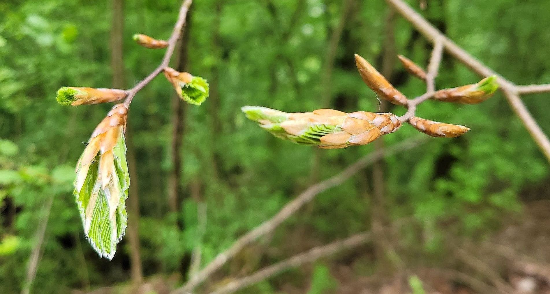 Erforsche und entdecke mit uns die vernetzte, spannende Waldwelt