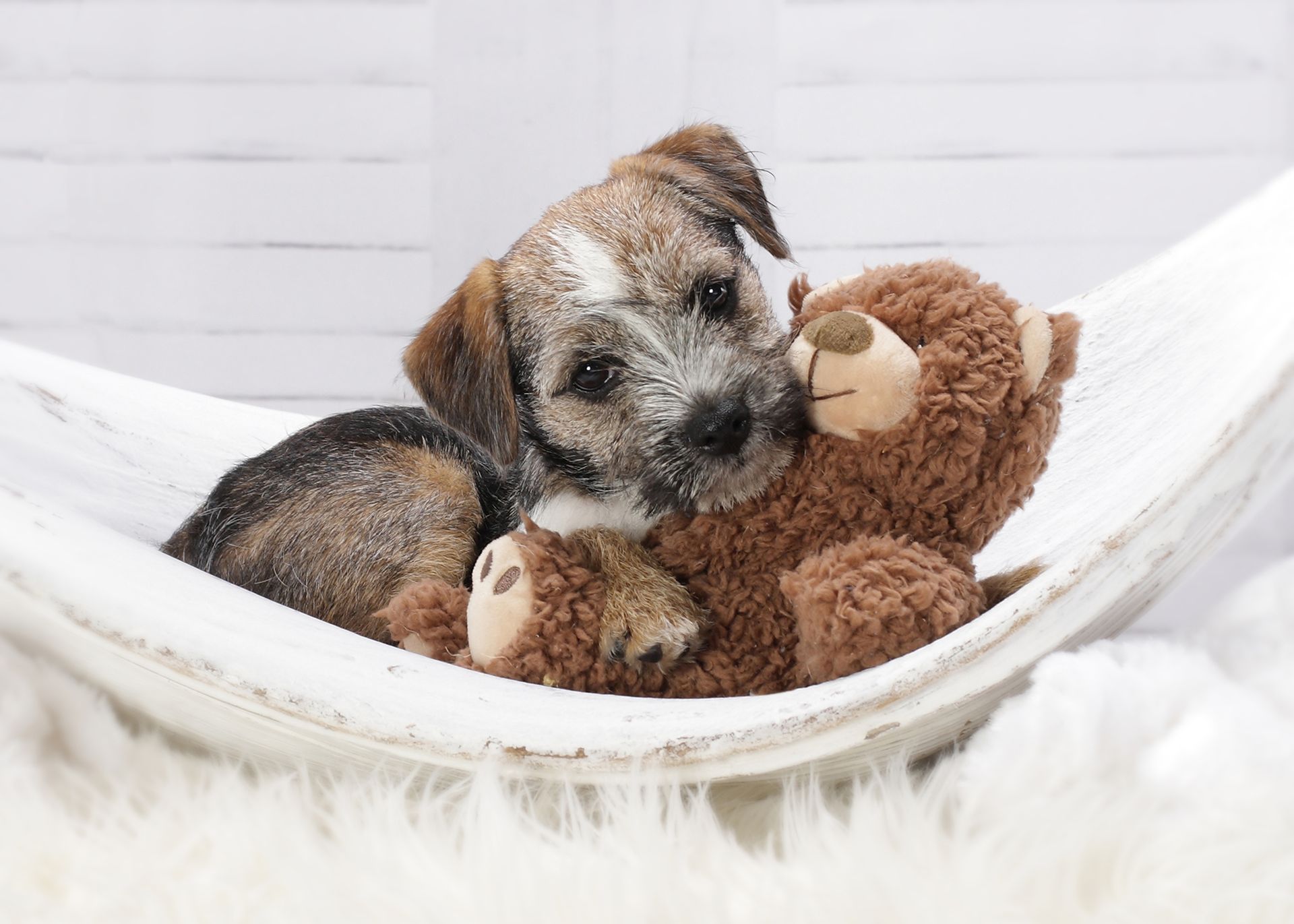 Kleiner Hund liegt in einer weißen Hängematte und kuschelt mit einem Stofftier.