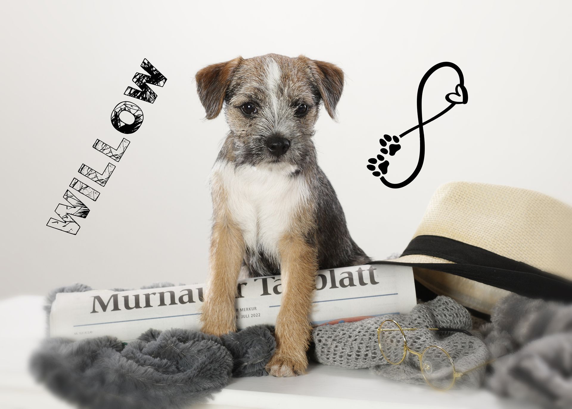 Kleiner Hund sitzt vor einem hellen Hintergrund mit Zeitung und Dekoelementen.