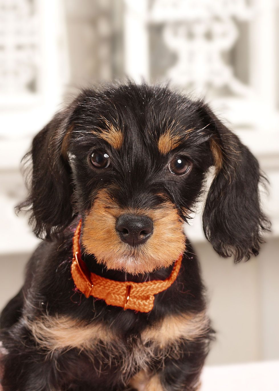 Nahaufnahme eines kleinen Hundes mit dunklem Fell vor hellem Hintergrund.