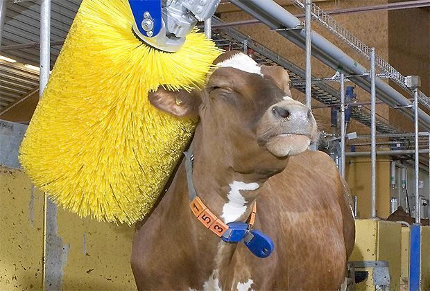 Stalleinrichtungen - Sonder SA - Mons