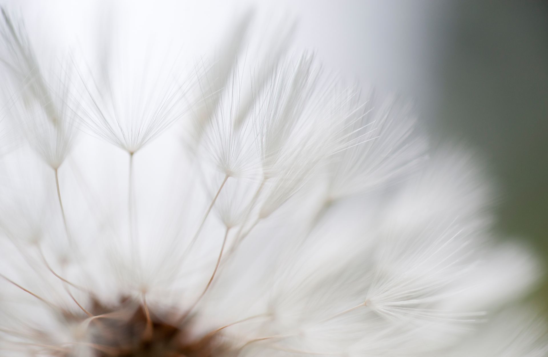 Nahaufnahme eines weißen Löwenzahnsamenkopfes, weich und zart vor einem verschwommenen Hintergrund.