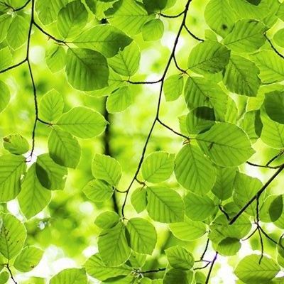 Die Sonne scheint durch die Blätter eines Baumes