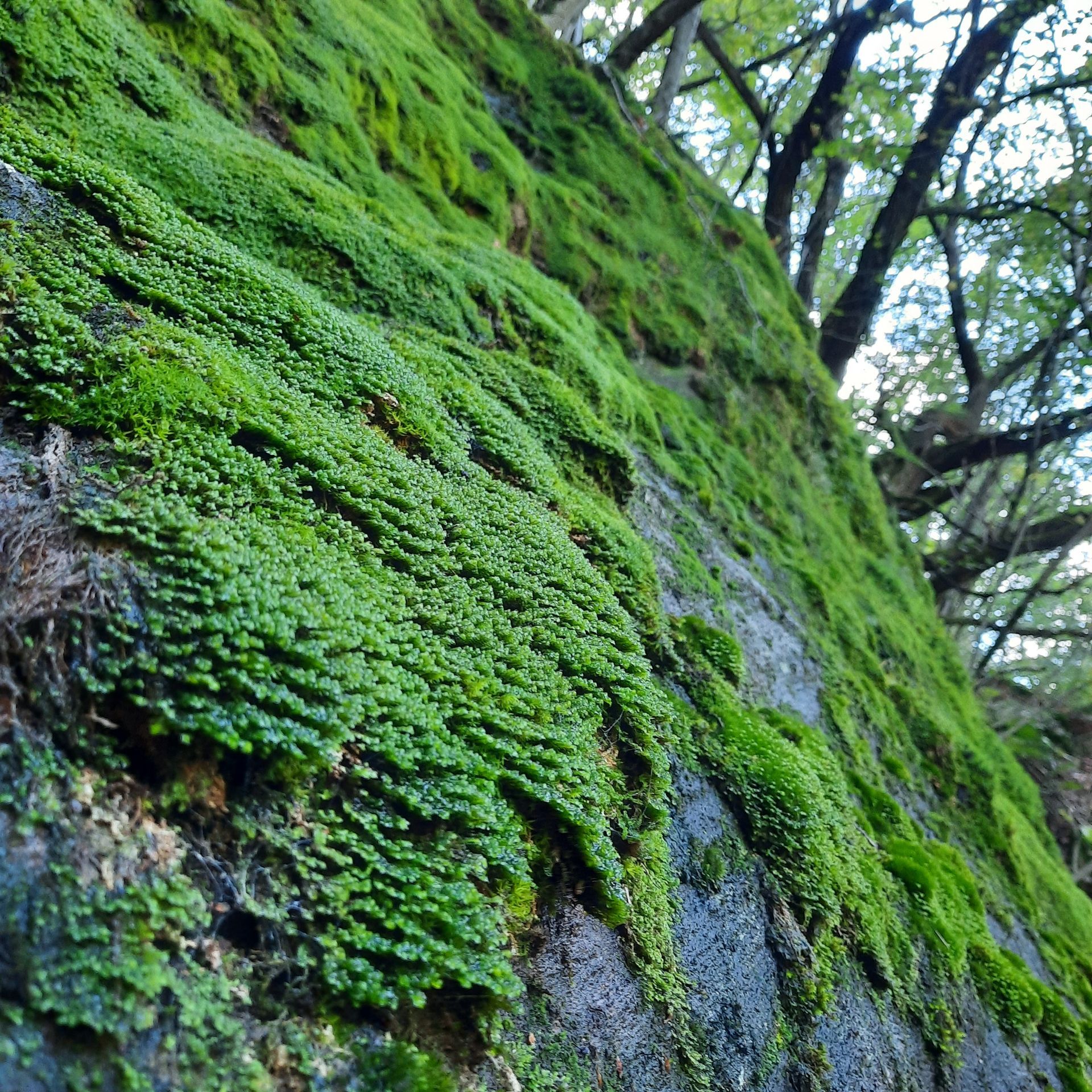 Eine Nahaufnahme eines moosigen Hügels mit Bäumen im Hintergrund.