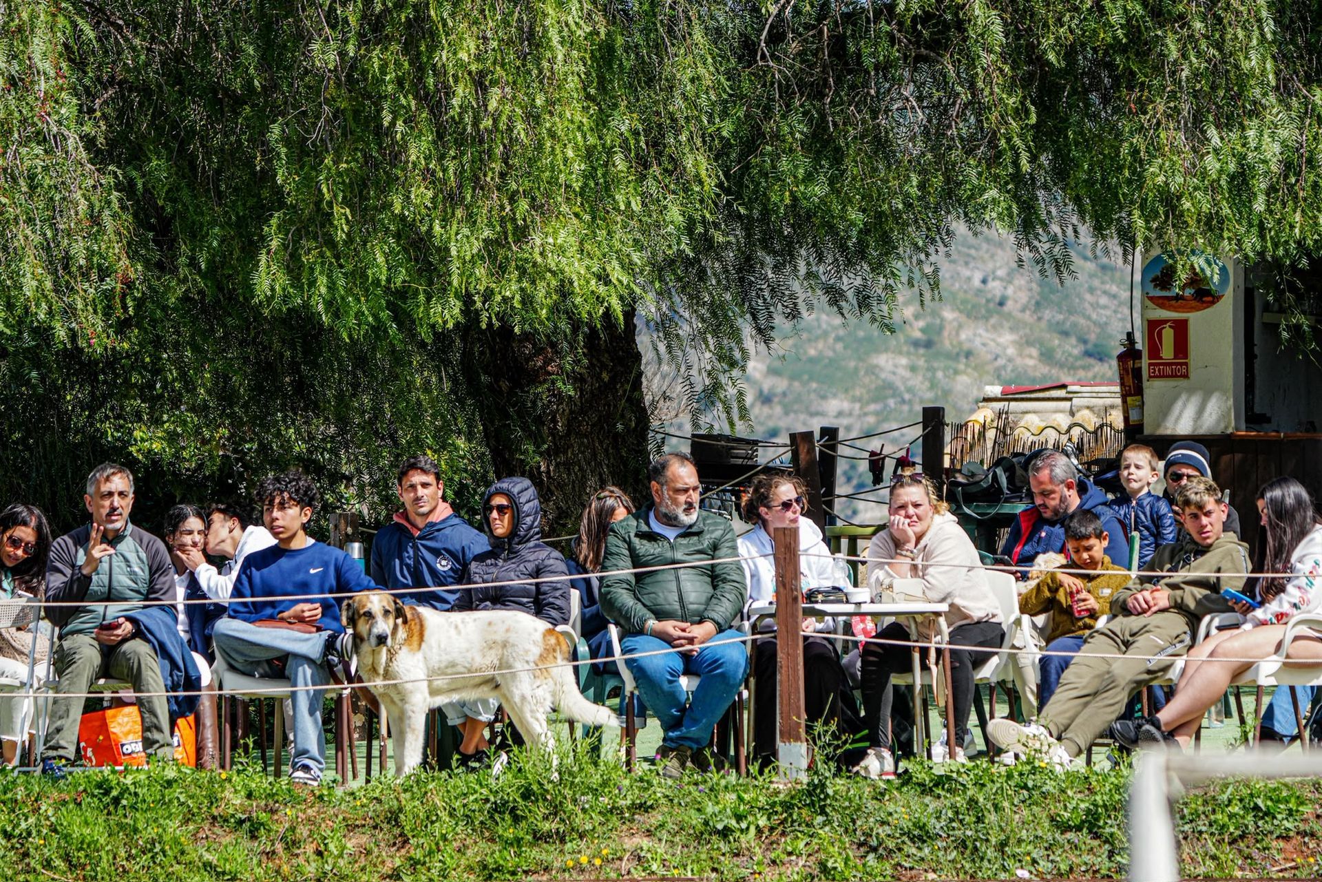 Gente sentada al aire libre en una mesa bajo un gran árbol en un jardín soleado, charlando y relajándose.