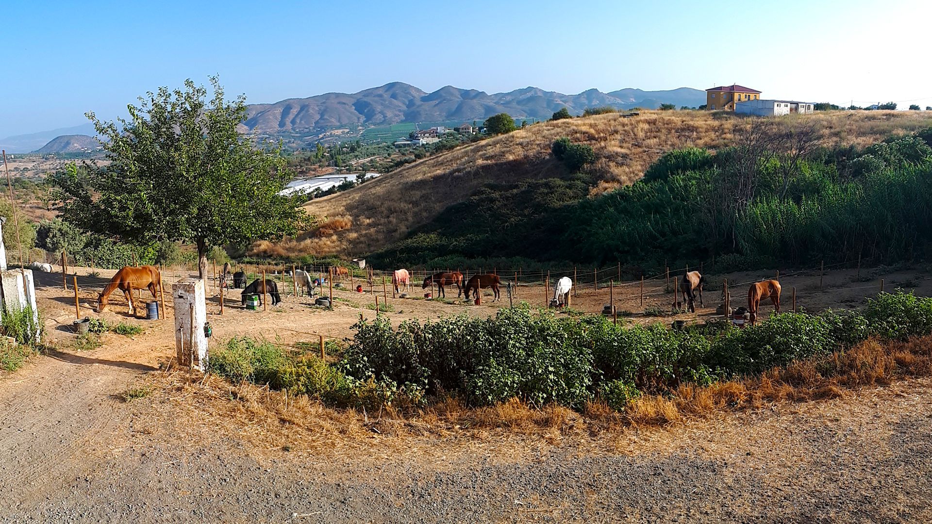 Ladera rural con un árbol, un sendero de tierra y algunos caballos pastando bajo un cielo azul despejado.
