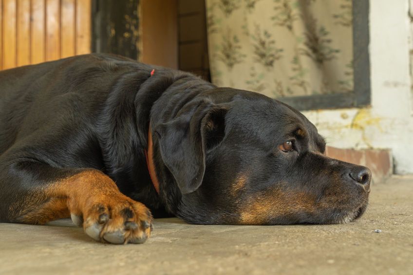 Perro negro y marrón tumbado en el suelo dentro de casa, apoyando la cabeza en el suelo.