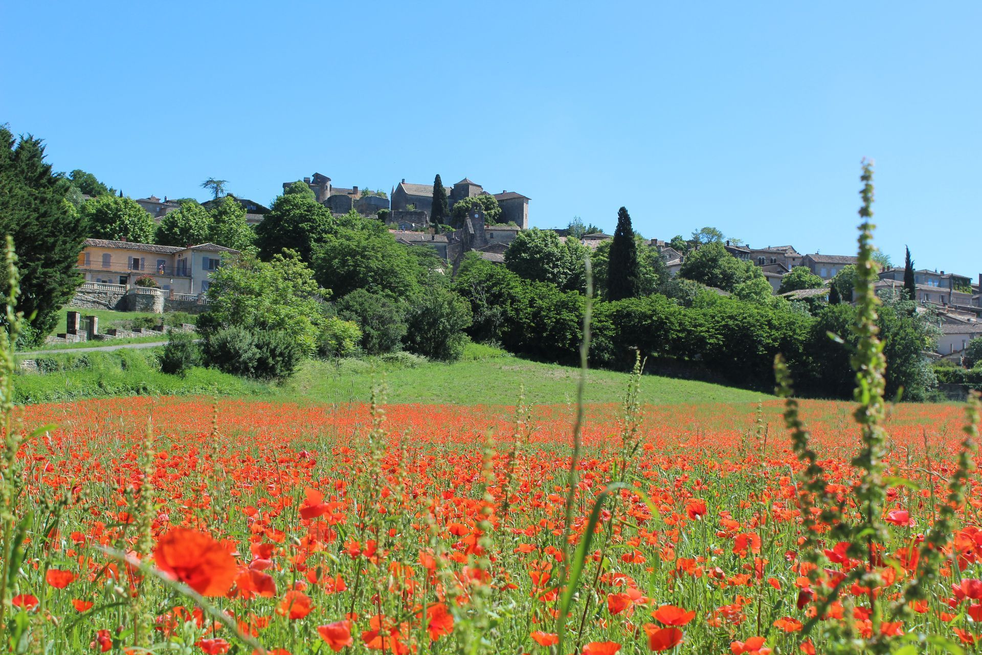 Champs de coquelicot visible depuis le restaurant Les Bastides