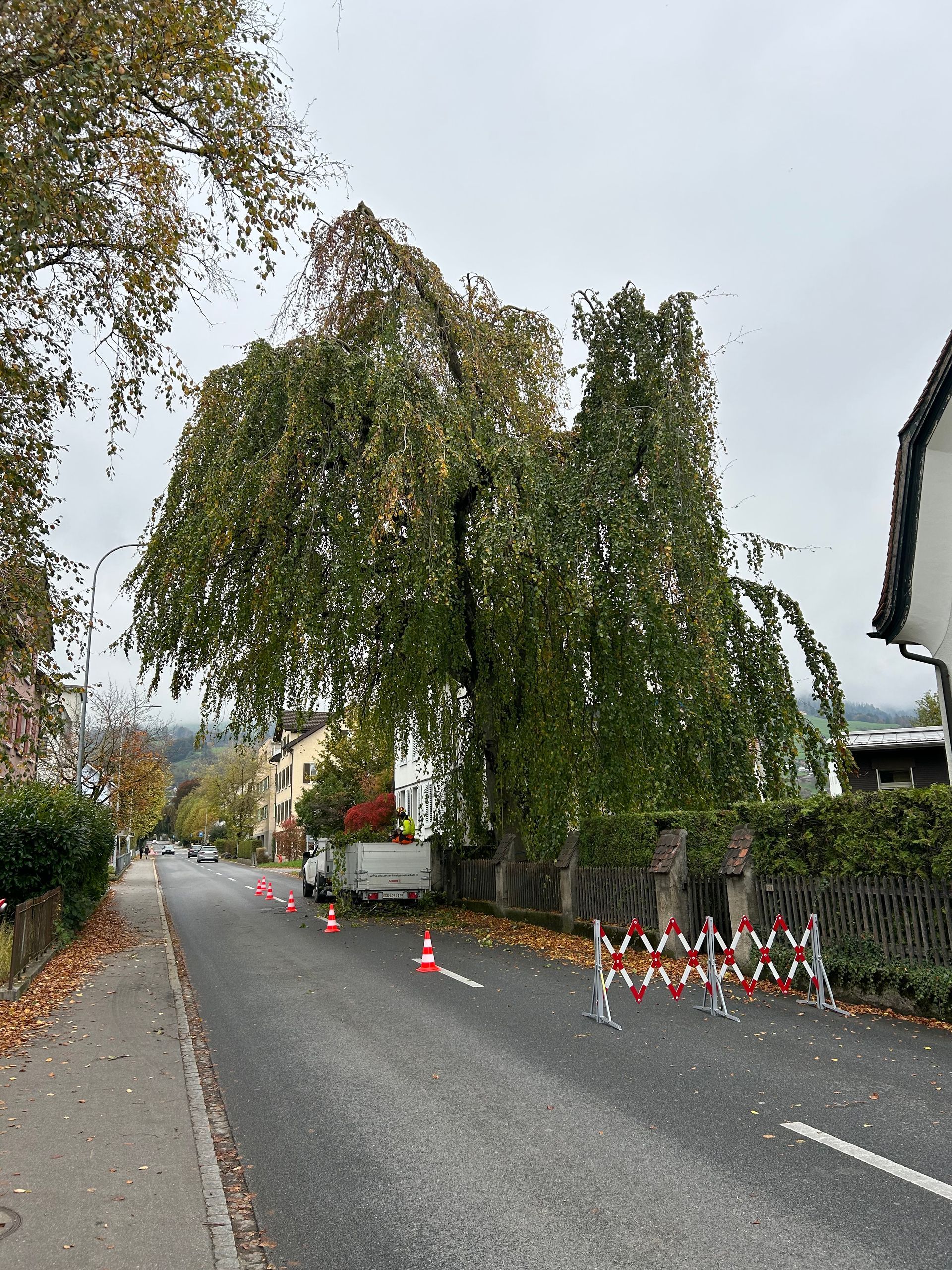 Ein Mann schneidet mit einer Kettensäge einen Ast ab.