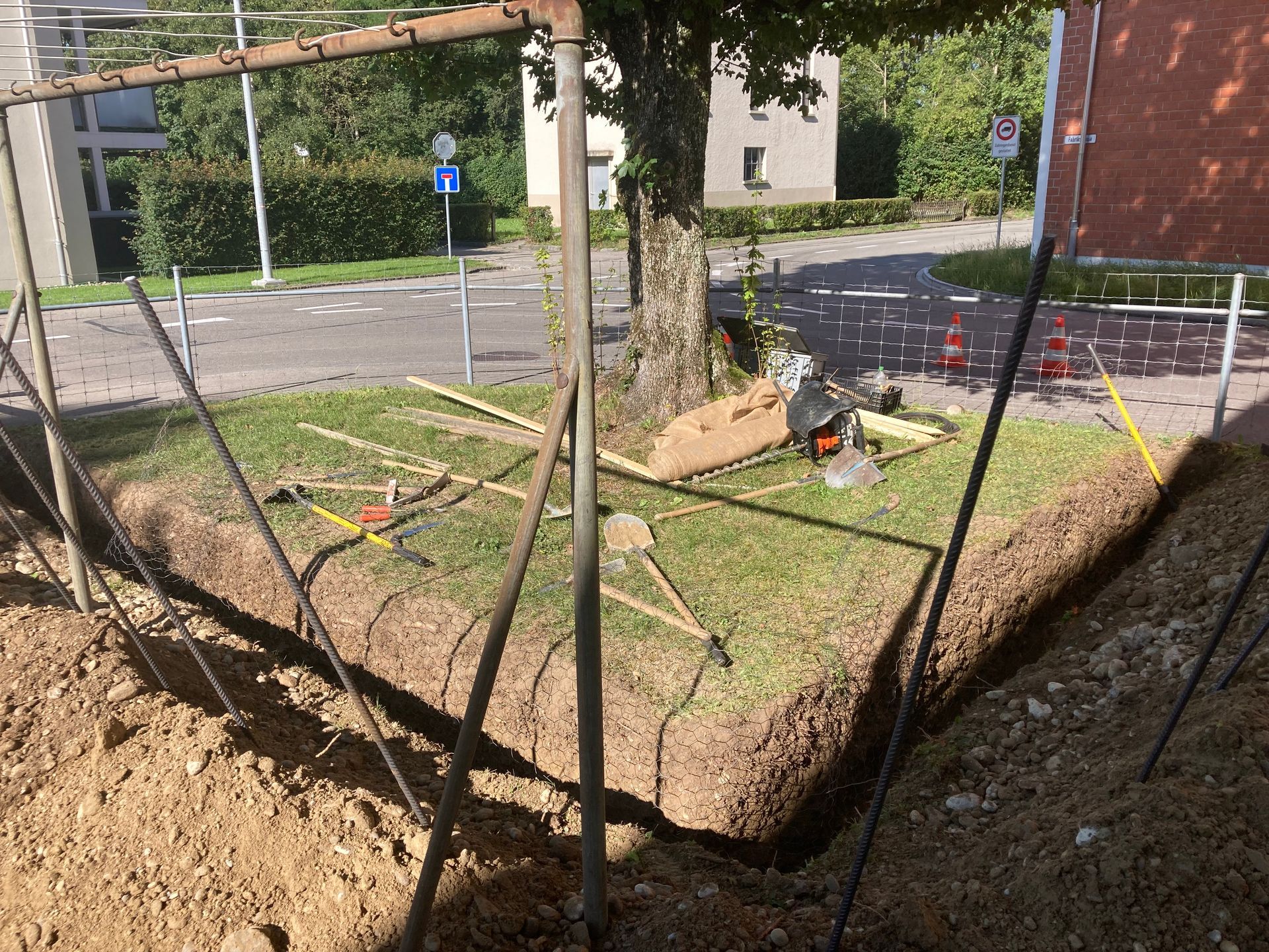 Die Sonne scheint durch die Zweige einer Eiche auf einer Wiese.