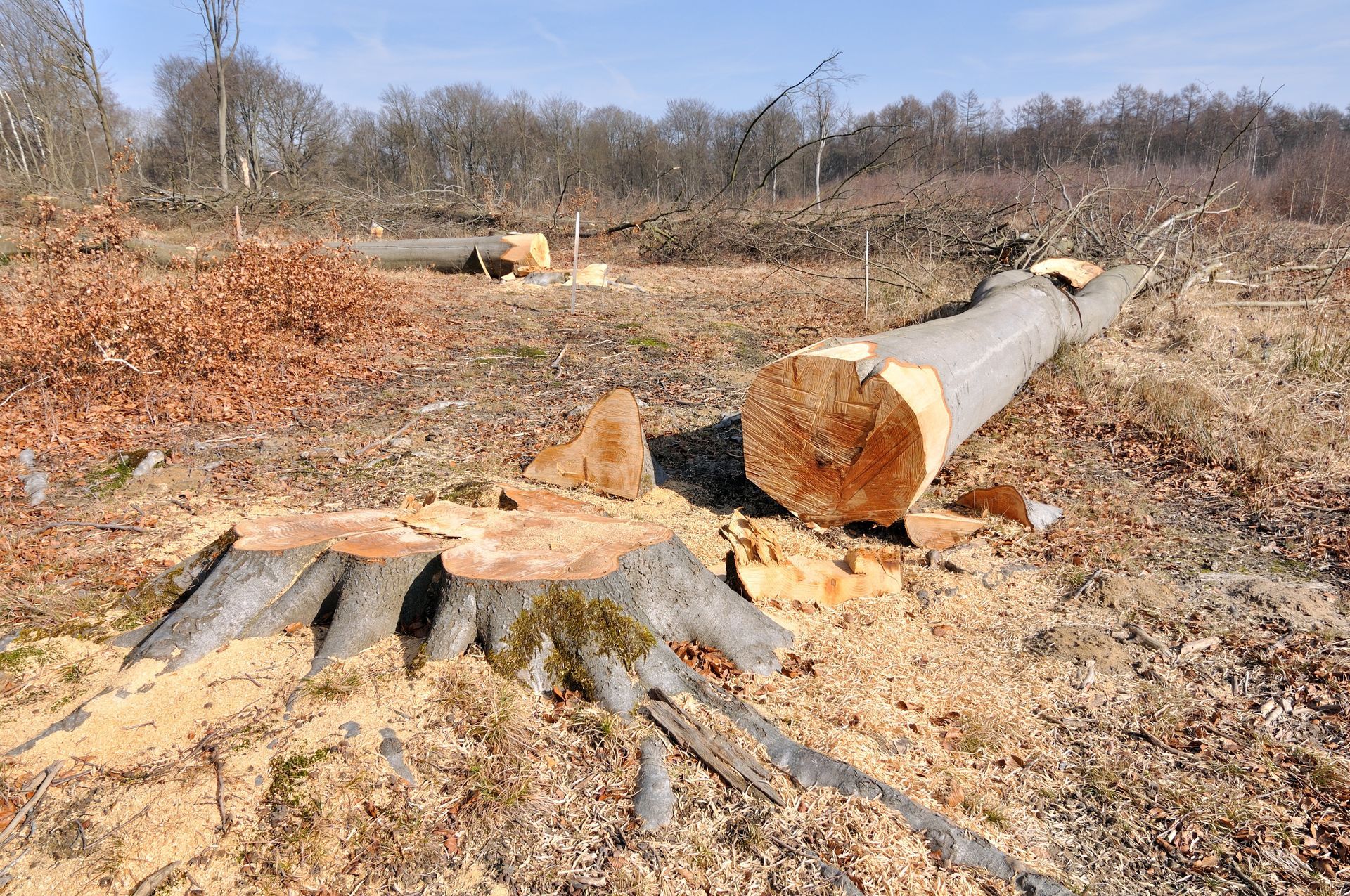 Des troncs et des souches d'arbres fraîchement coupés gisent dans une clairière, entourés de copeaux de bois et de feuilles mortes.