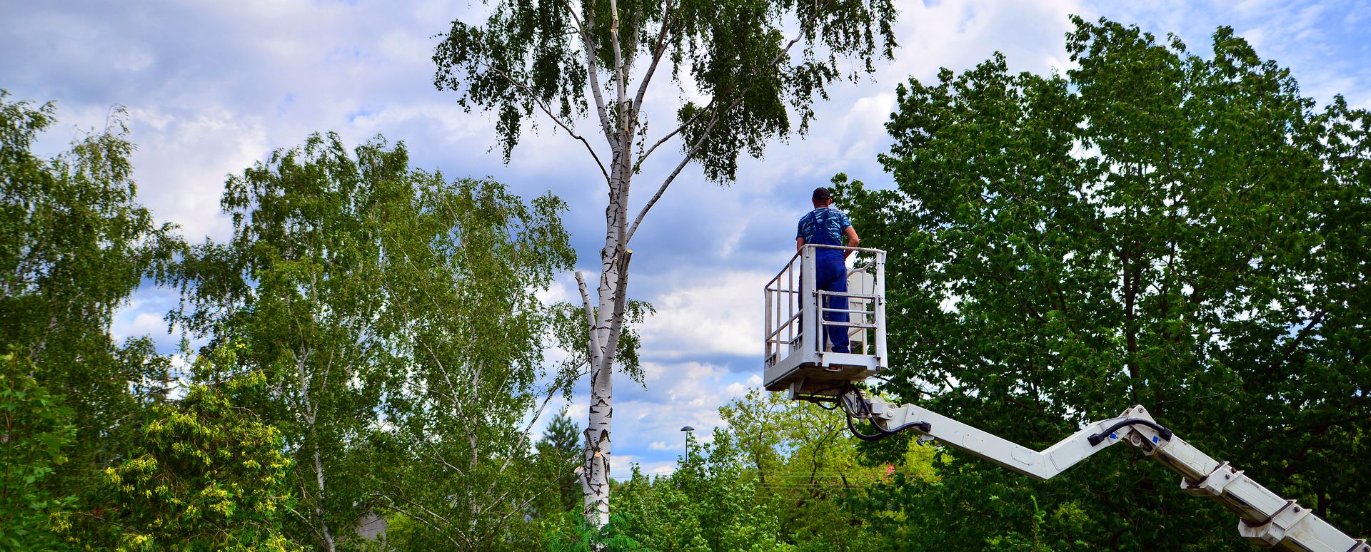 Un élagueur travaille sur un grand arbre depuis une nacelle. Le feuillage et le ciel les entourent.
