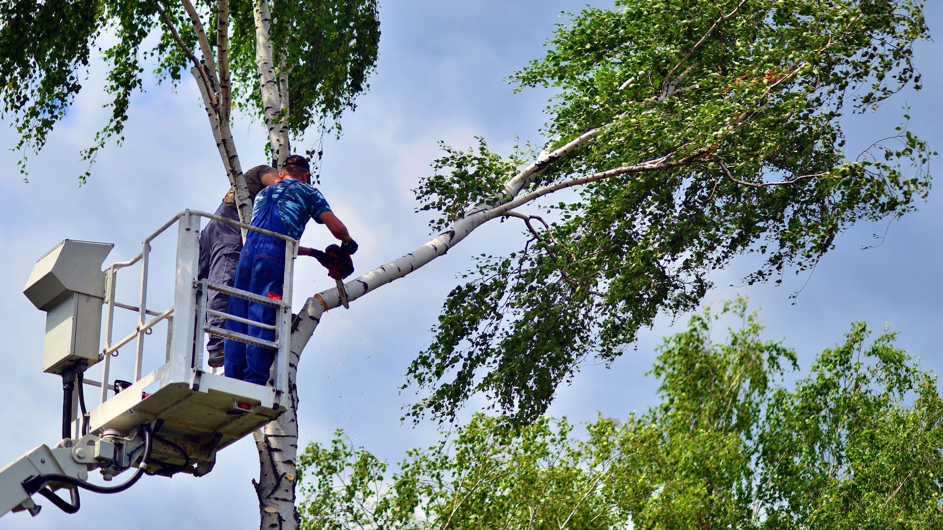 Un homme, dans la nacelle d'un ascenseur, taille des branches d'arbre à la tronçonneuse sous un ciel nuageux.