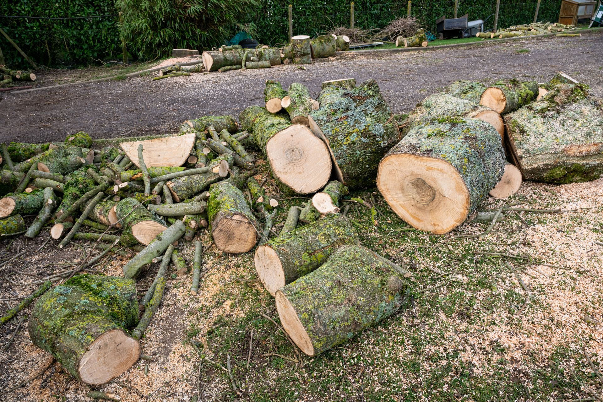 Un tas de troncs et de branches coupés, éparpillés au sol, probablement après l'abattage de l'arbre.