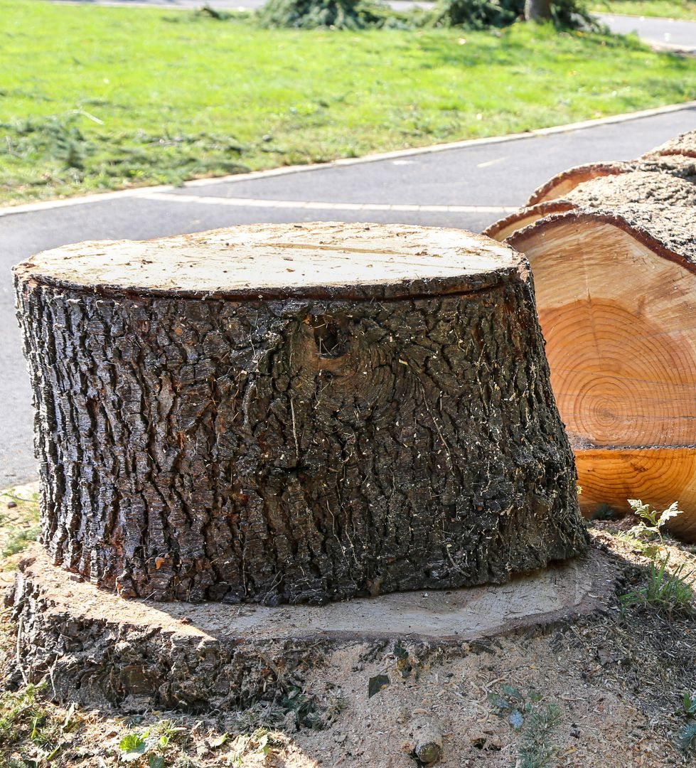 Souche d'arbre à l'écorce rugueuse, à côté d'une bûche.