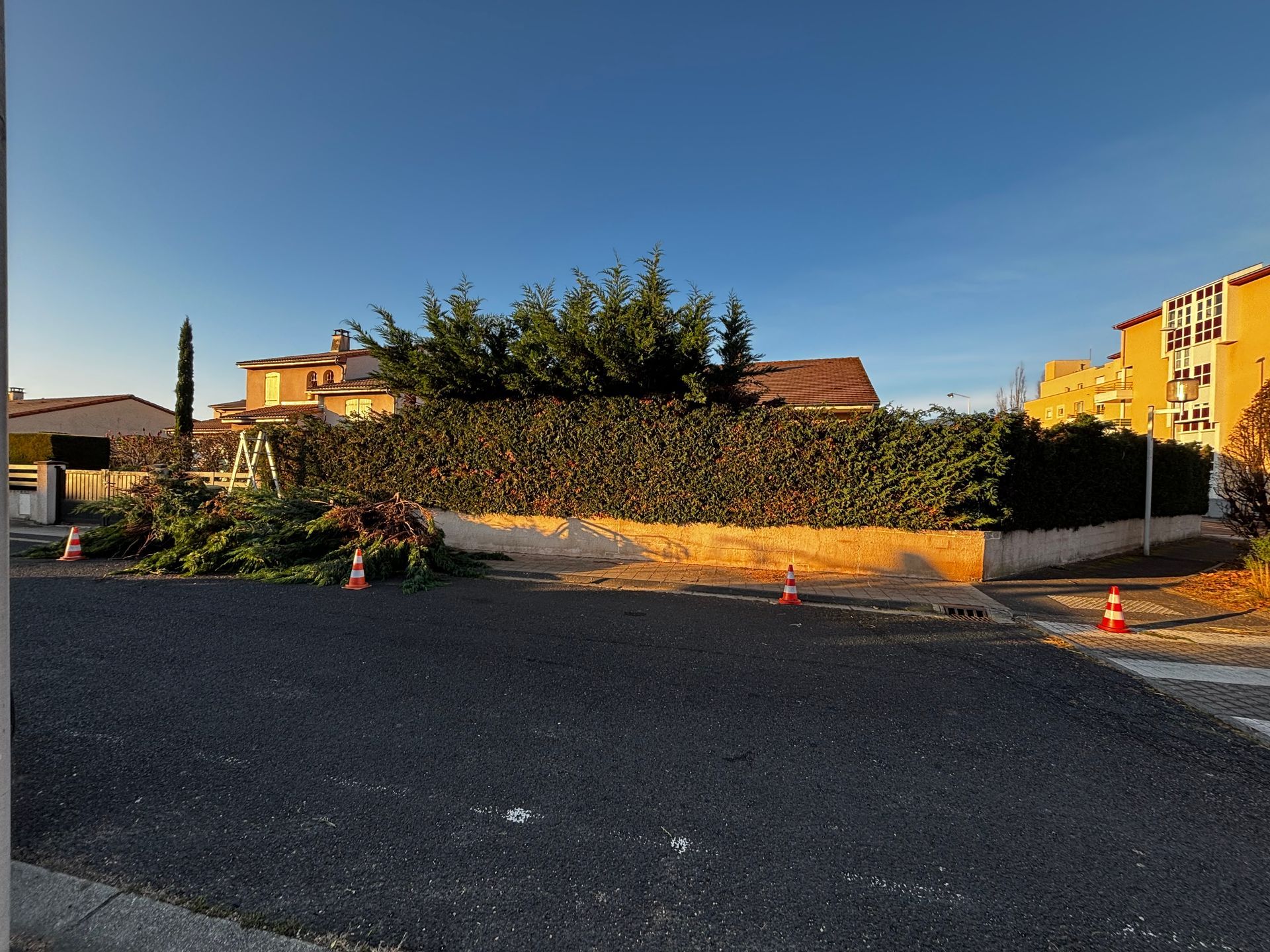 Une haie taillée aux branches coupées, une maison et des cônes au bord de la rue asphaltée.