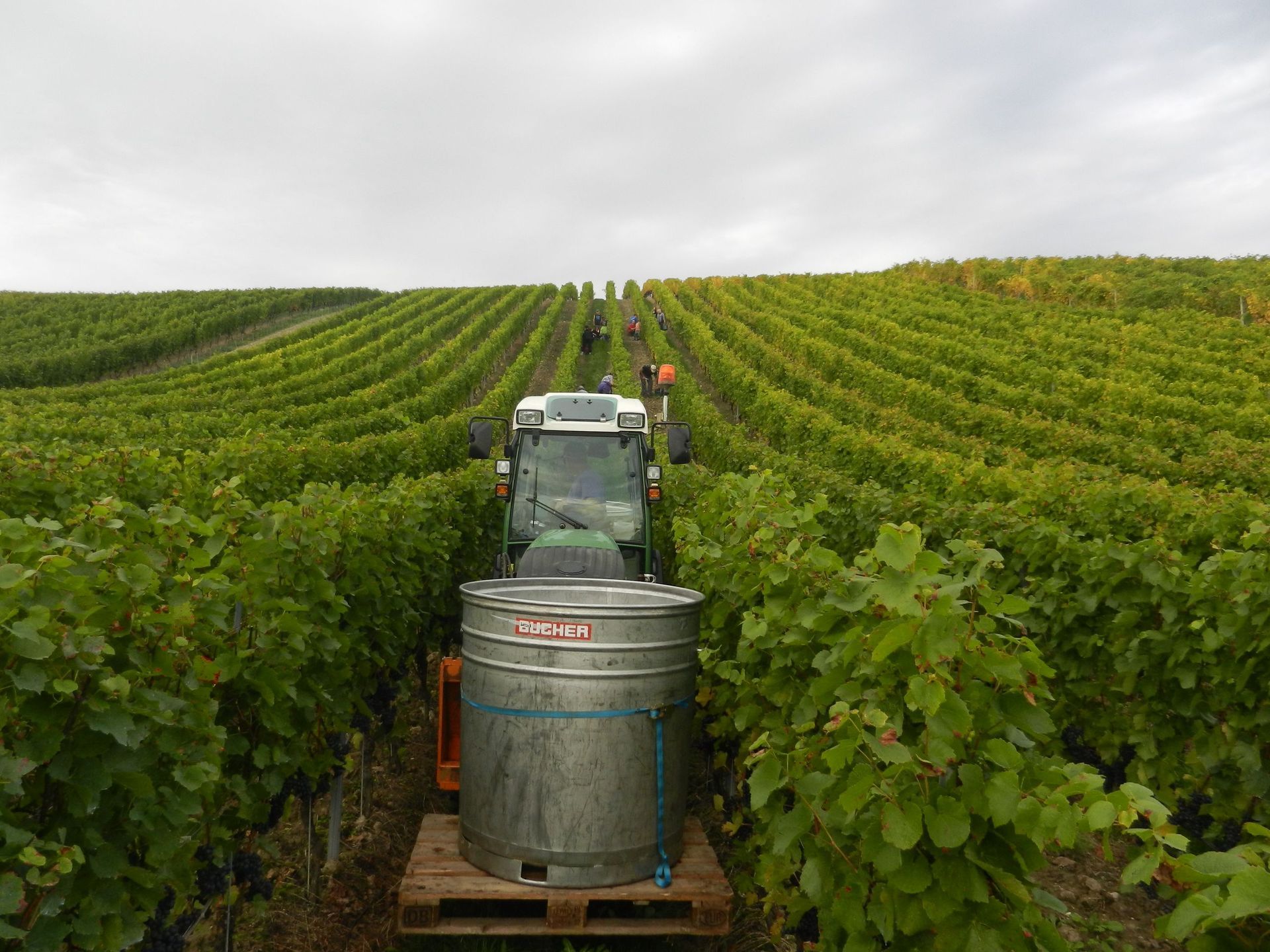 Vignes - Domaine de l'Orme