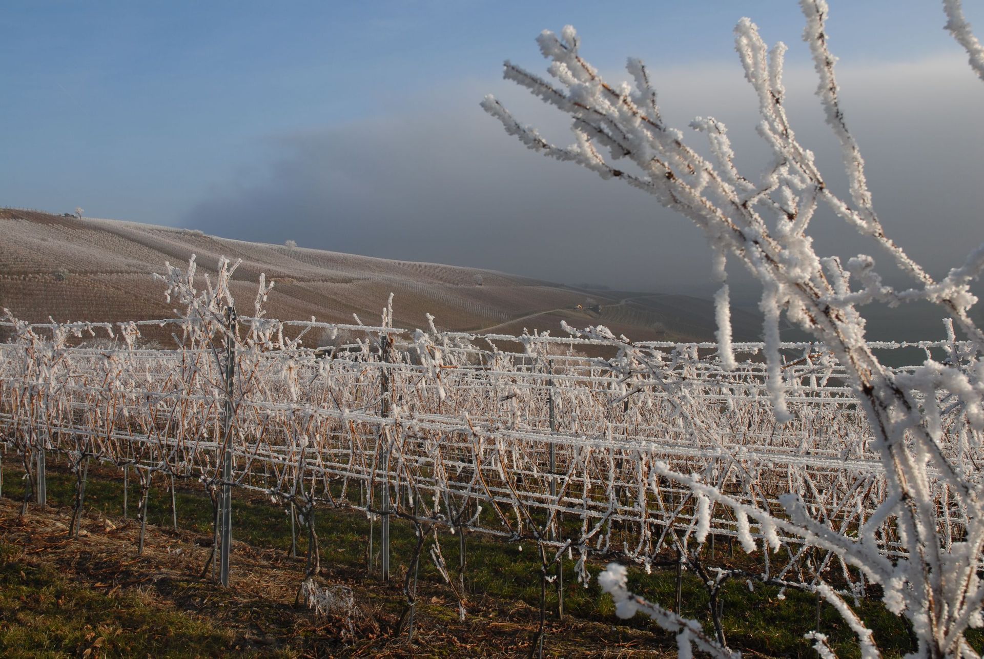 Vignes - Domaine de l'Orme