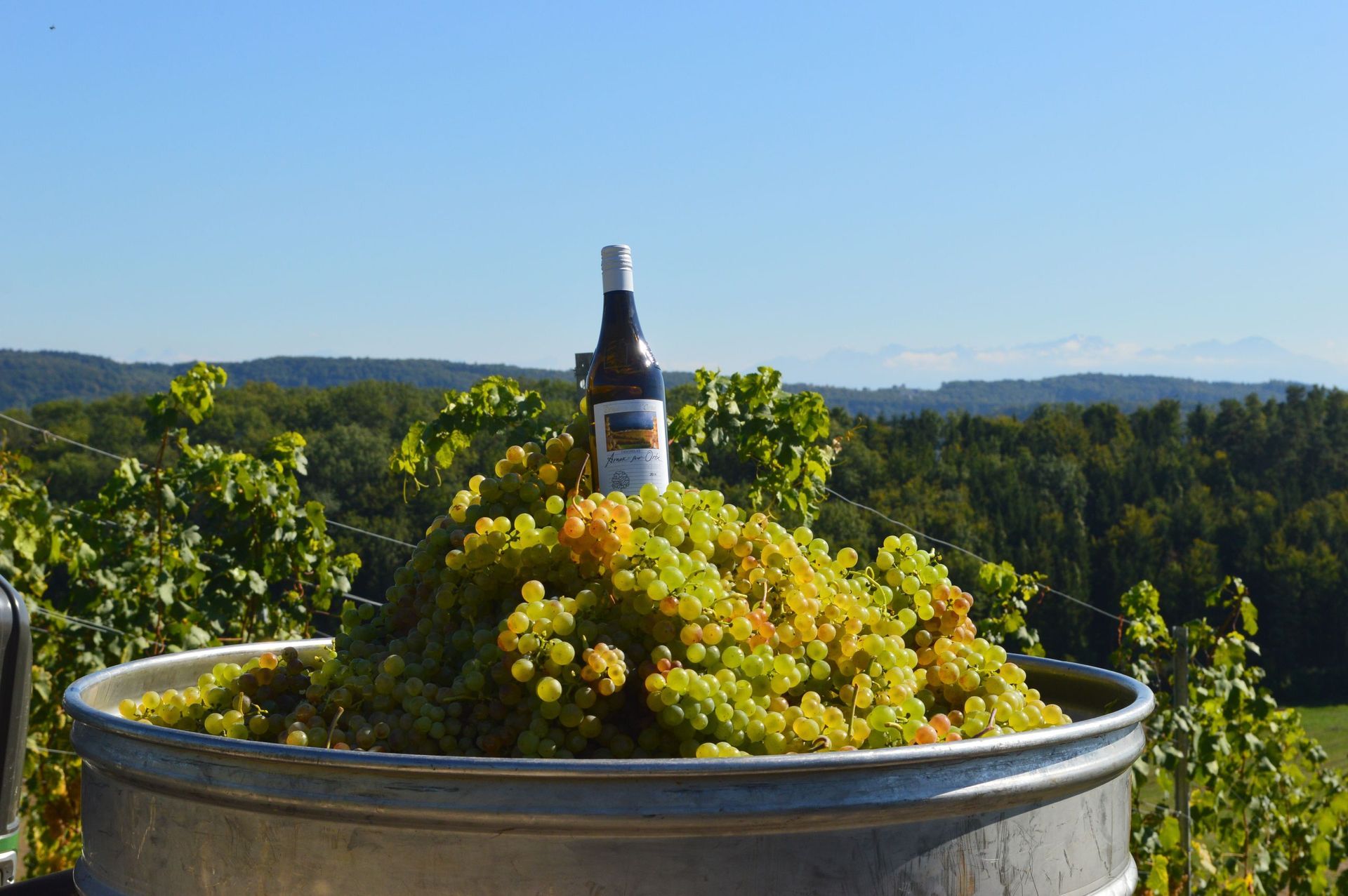 Vignes et vin - Domaine de l'Orme