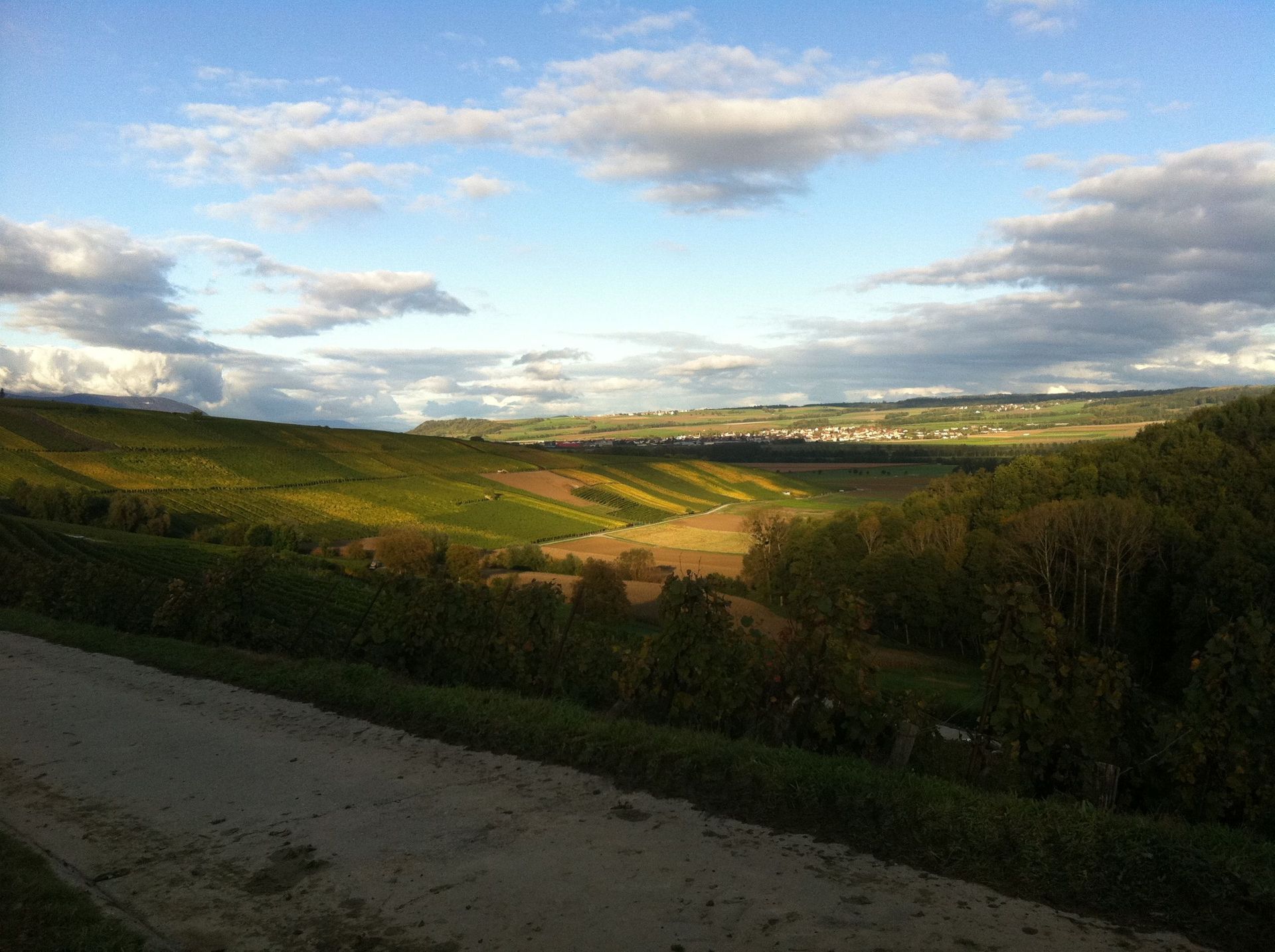Vignes - Domaine de l'Orme