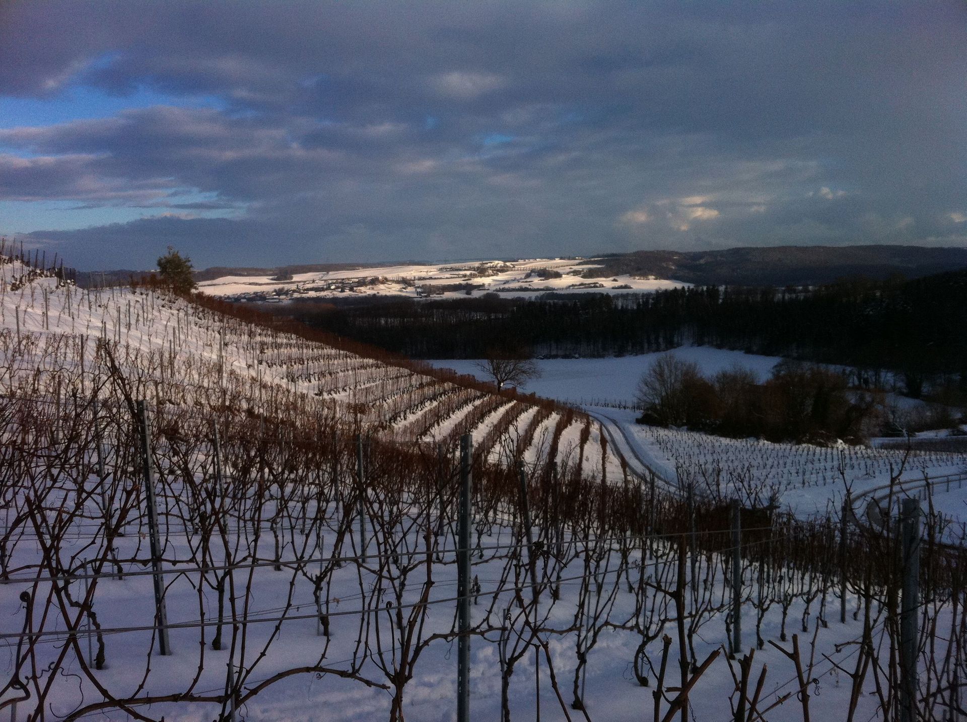Vignes - Domaine de l'Orme