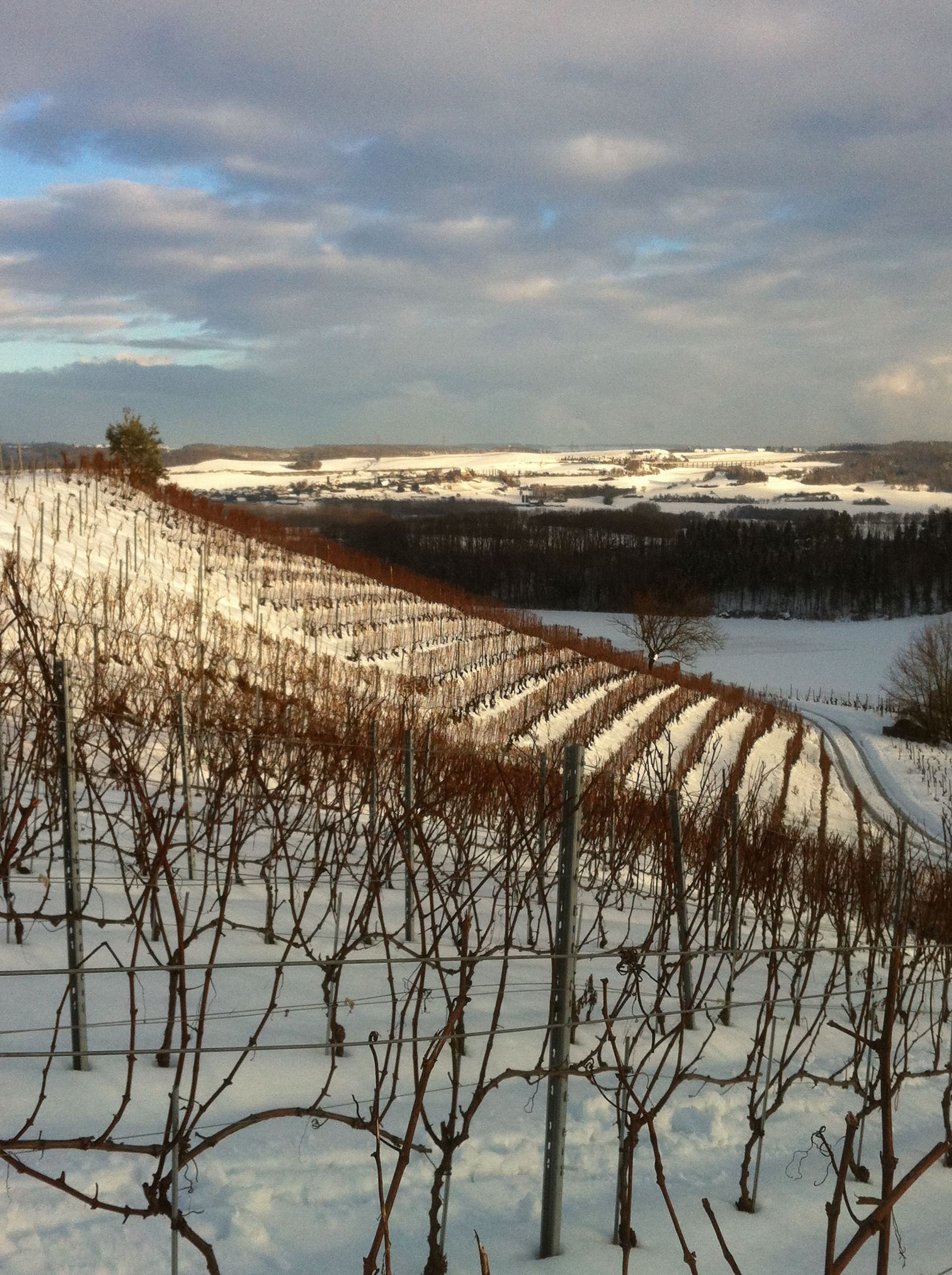 Vignes - Domaine de l'Orme