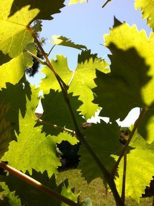 Vignes - Domaine de l'Orme