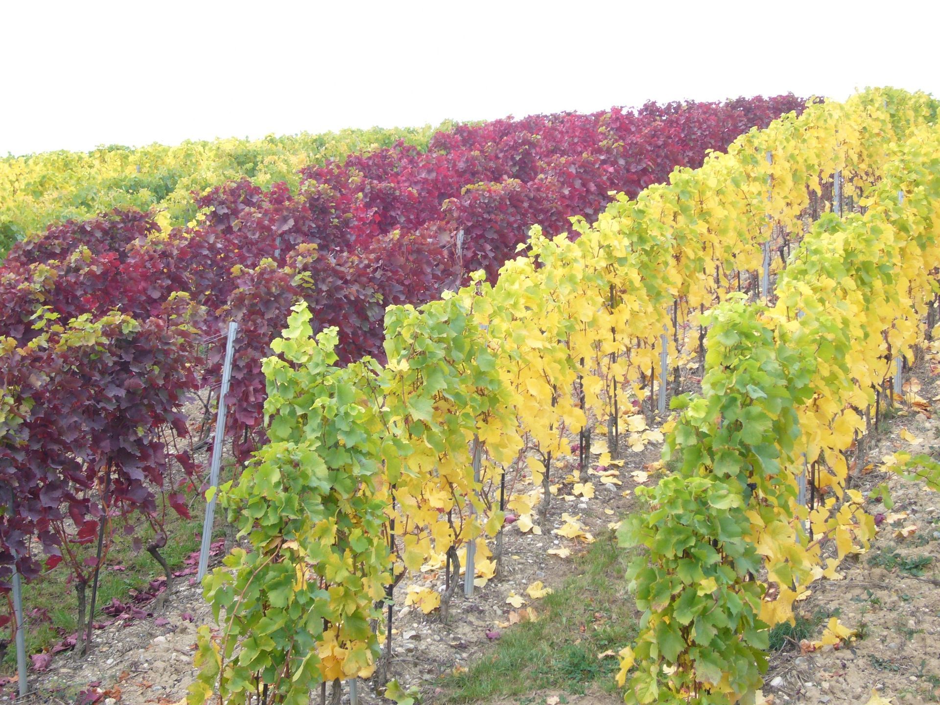 Vignes - Domaine de l'Orme