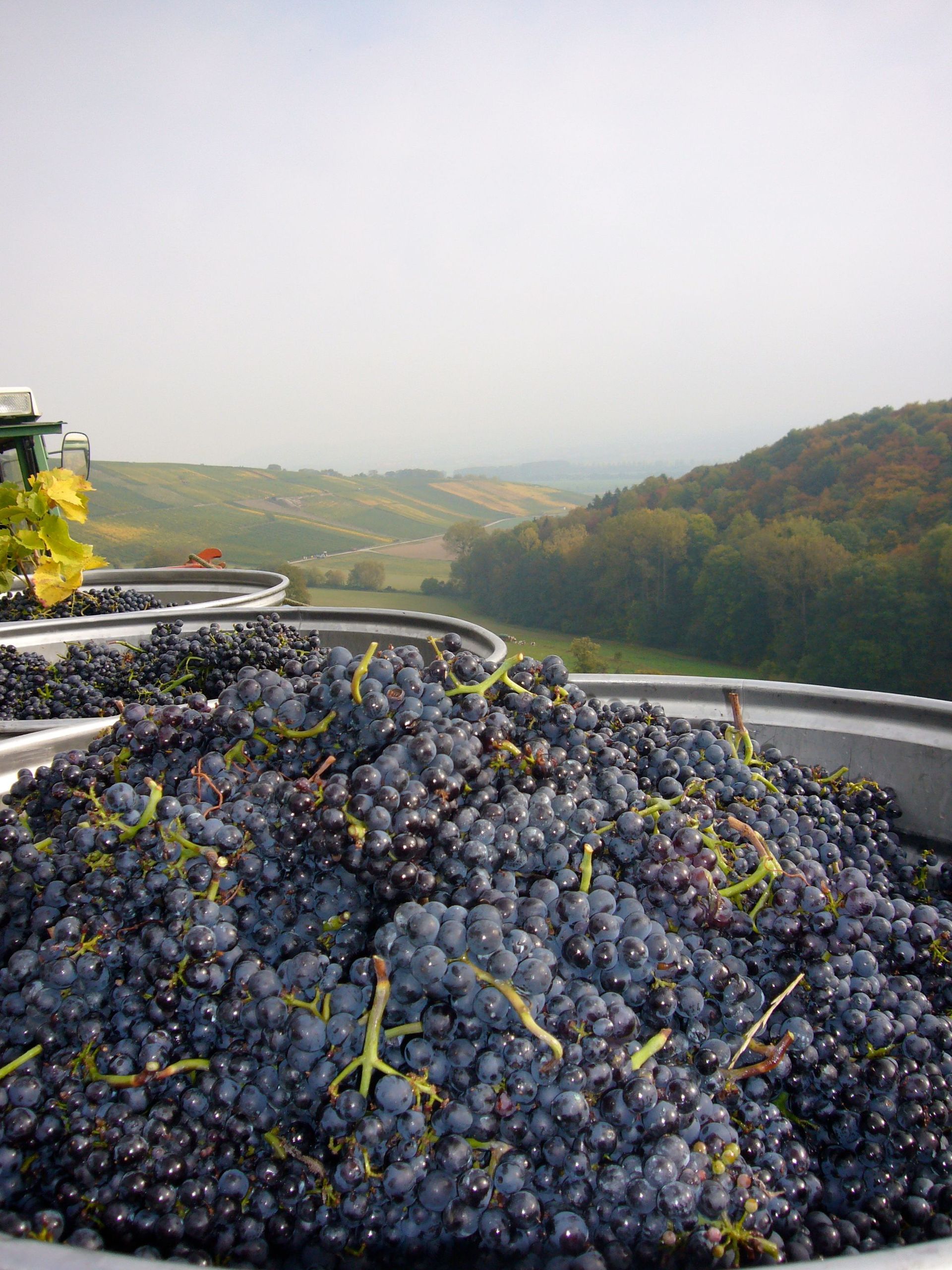 Vignes - Domaine de l'Orme