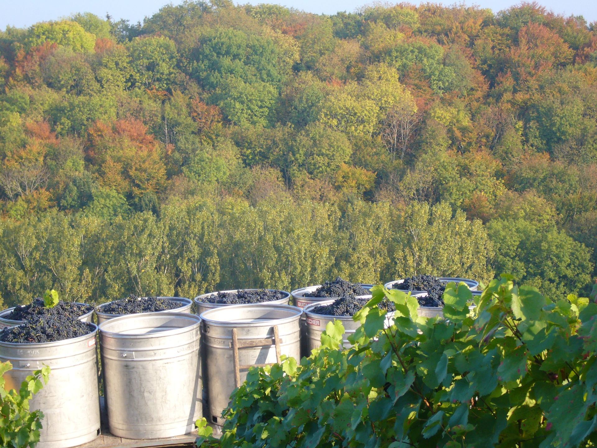 Vignes - Domaine de l'Orme
