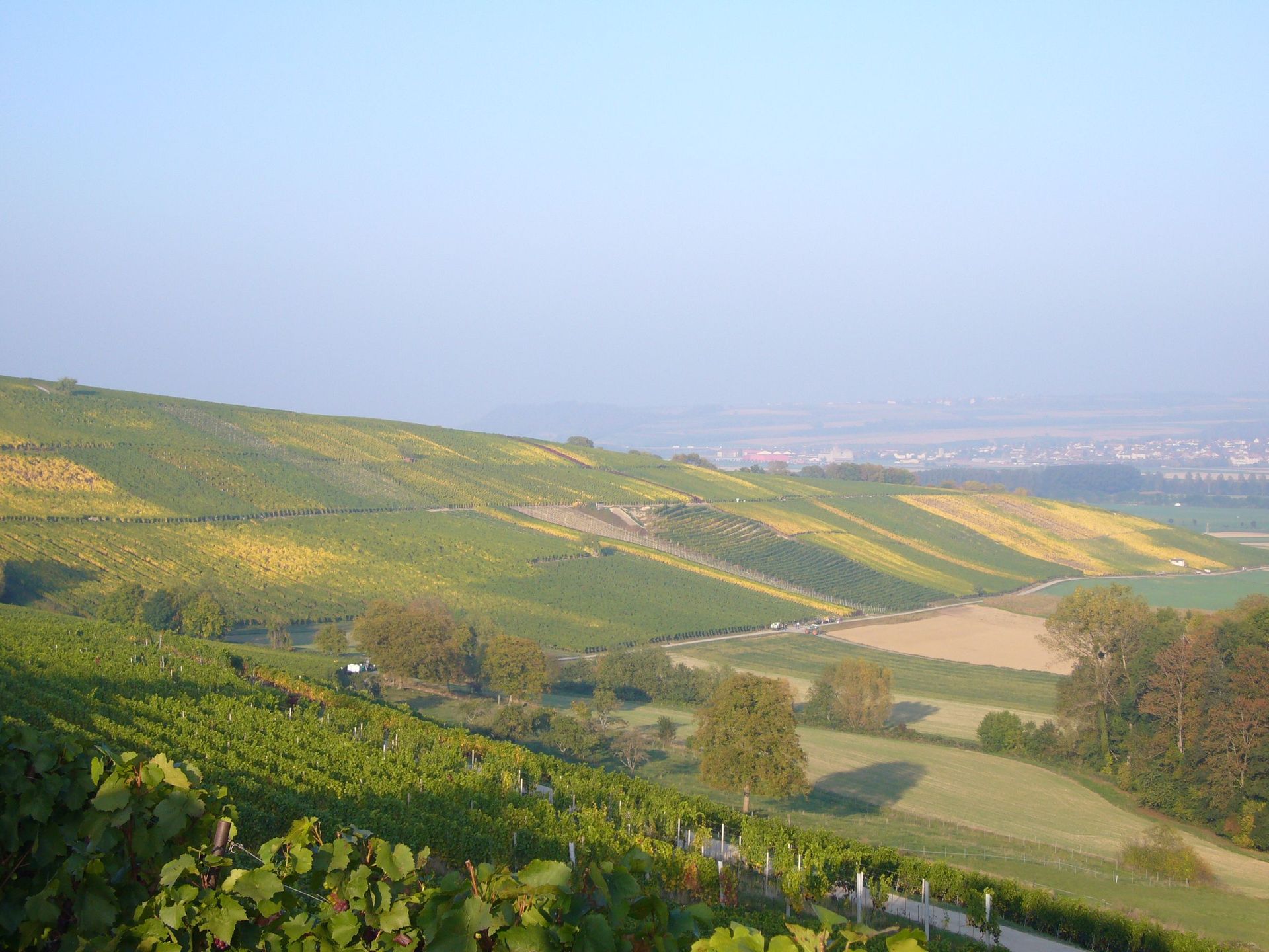 Vignes - Domaine de l'Orme