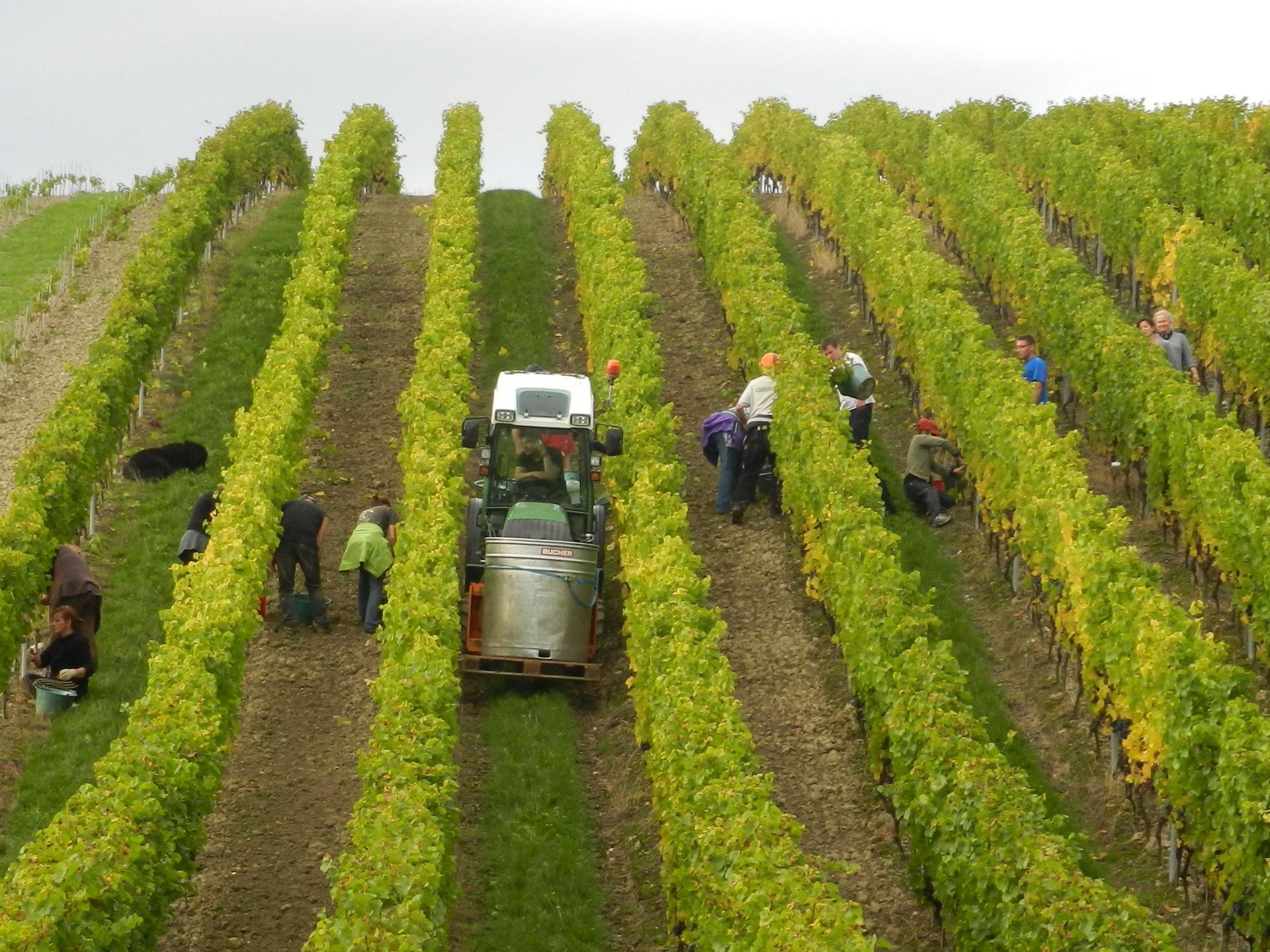 Vendanges - Domaine de l'Orme