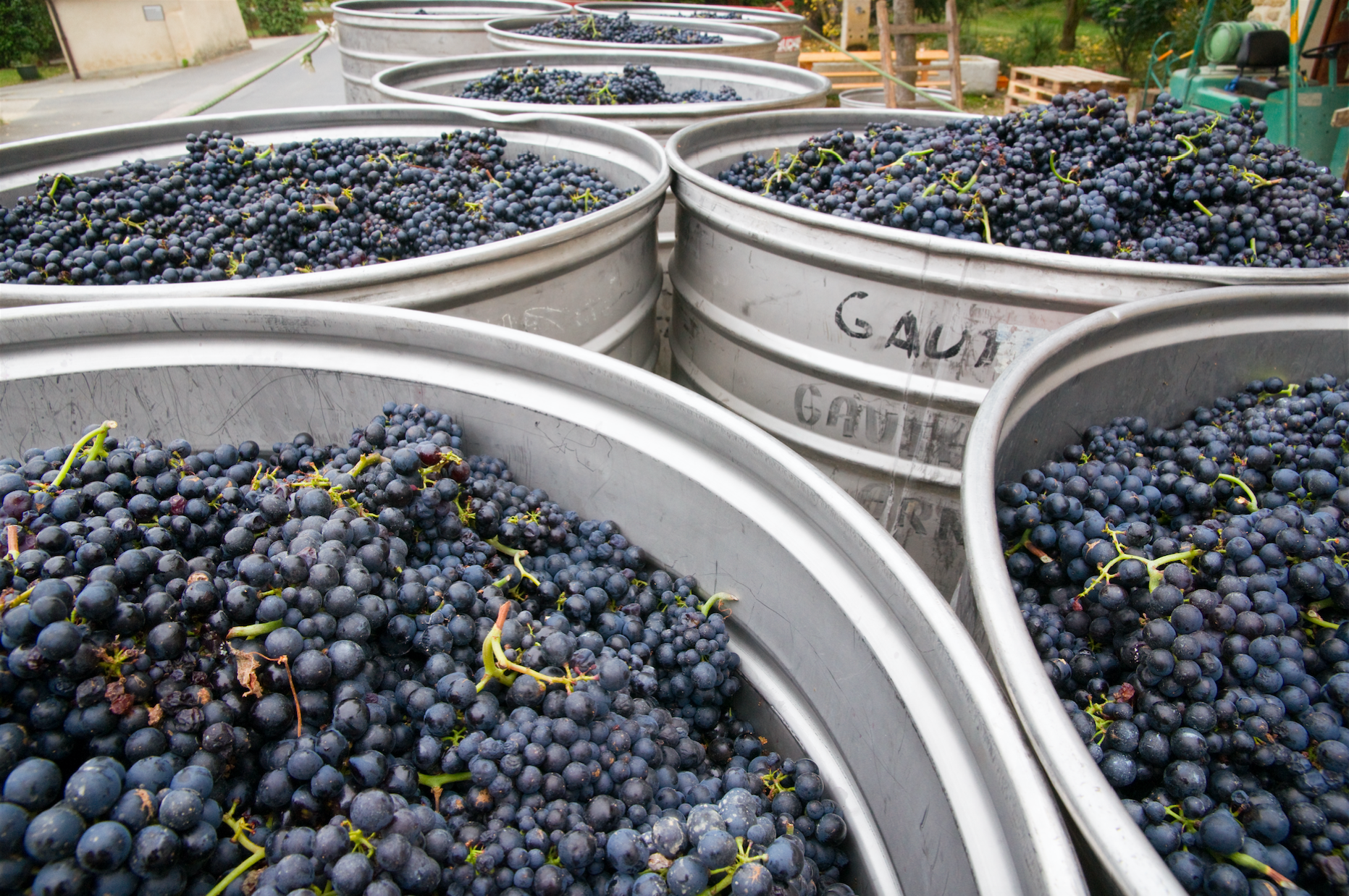 Raisin récolté - Domaine de l'Orme