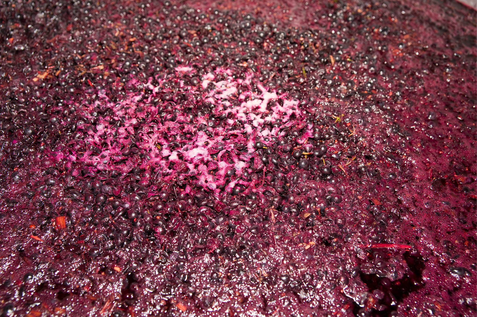 Raisin à presser - Domaine de l'Orme