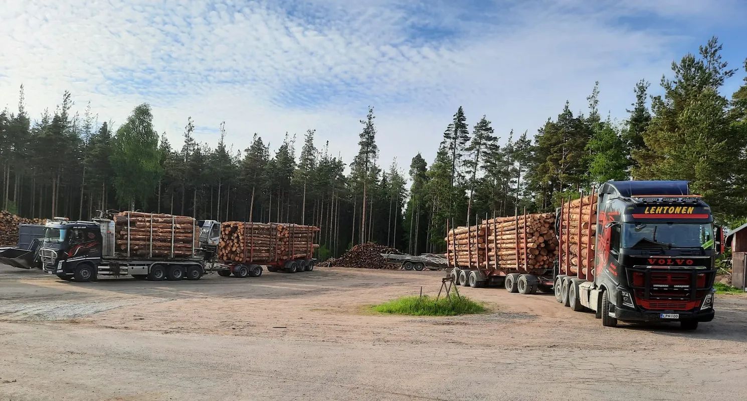 Metsän lähellä, osittain pilvisen taivaan alla, pysäköityinä tukkeilla lastattuja kuorma-autoja.